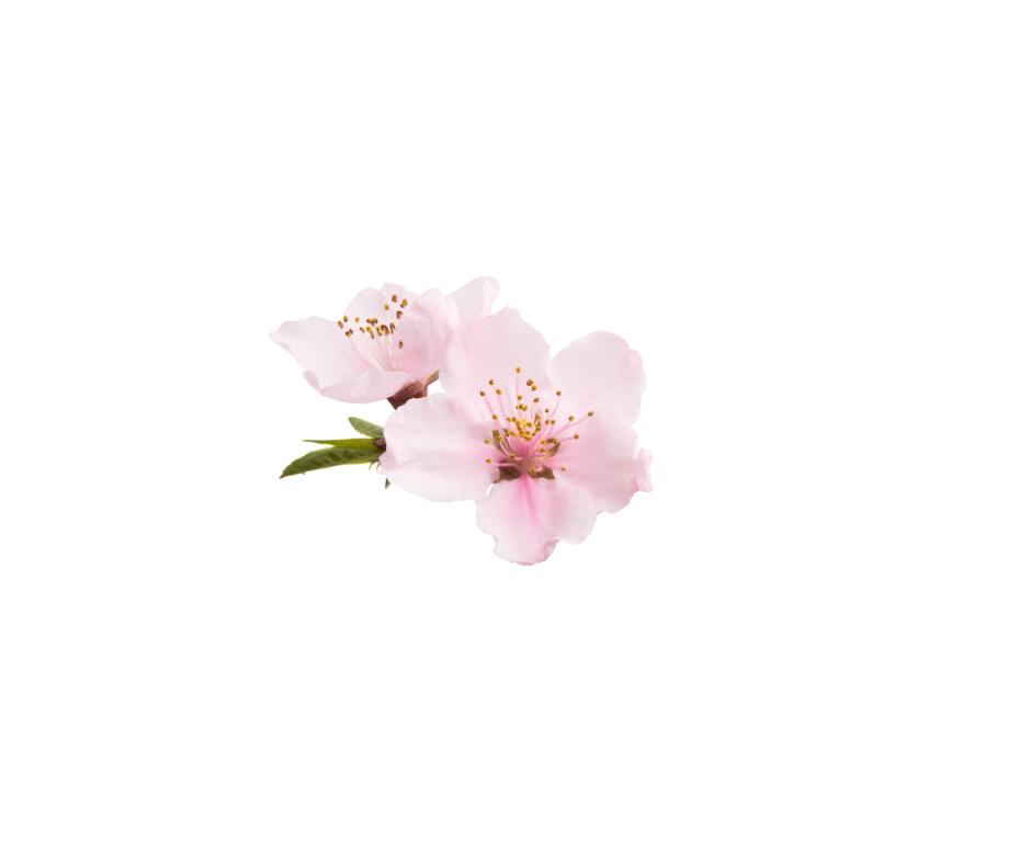 To lyserosa blomster med gule støvbærere og grønne blader, isolert mot hvit bakgrunn.